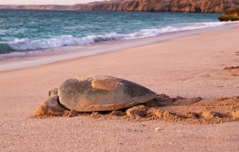 Oman: La Guida Completa per ViaggiatoriItaliani (Cosa Devi Sapere Prima di Partire)